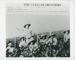 Primary view of object titled '[The Cuellar brothers hoeing cotton]'.