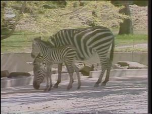 [News Clip: Zebras]