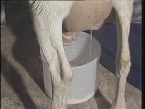[News Clip: Goats milk]