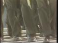 Video: [News Clip: Veteran Parade]