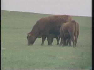 [News Clip: Cattle woes]