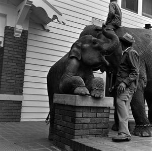 [Elephants at the Delta Sigma Phi Pledge #5]