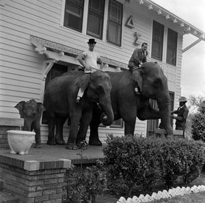 [Elephants at the Delta Sigma Phi Pledge #8]