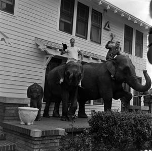 [Elephants at the Delta Sigma Phi Pledge #6]
