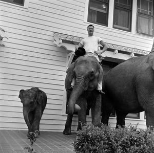 [Elephants at the Delta Sigma Phi Pledge #7]