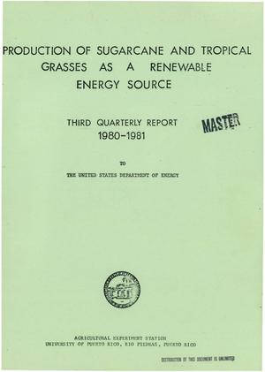 Production of sugarcane and tropical grasses as a renewable energy source. Third quarterly report, December 1, 1980-February 28, 1981