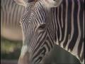 Video: [News Clip: Zebra]