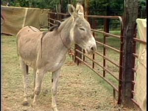 [News Clip: Adopt a burro]