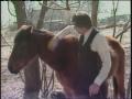 Video: [News Clip: Irving horses]