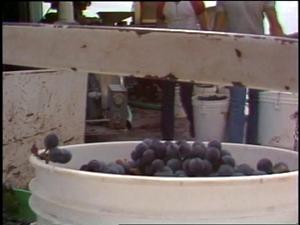 [News Clip: Grape harvest]
