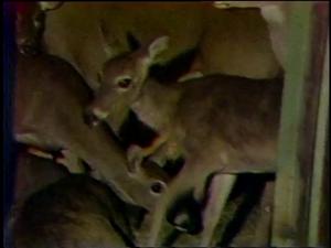 [News Clip: Deer hunt]