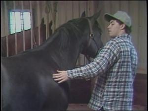 [News Clip: Horse auction]