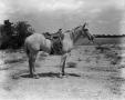 Photograph: [WBAP-TV Horse and Saddle]