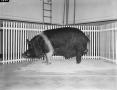 Photograph: [A pig on the Layne Beaty Show, 2]