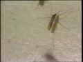 Video: [News Clip: Mosquito control]
