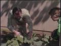 Primary view of [News Clip: Gardening]