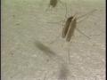 Video: [News Clip: Mosquitos]
