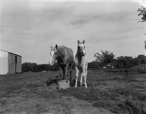 [Horse next to a foal]