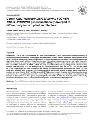 Cotton CENTRORADIALIS/TERMINAL FLOWER 1/SELF-PRUNING genes functionally diverged to differentially impact plant architecture