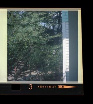 [Photograph of foliage on the side of a house]