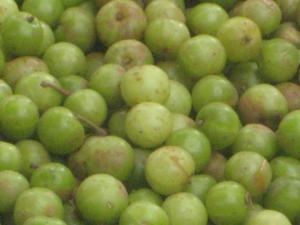 Photograph of gooseberry [suluw chei]