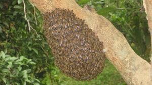 Photograph of beehive [Pkhui Thlaar]