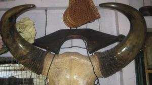 Photograph of Mithun horn [Sildak arki]