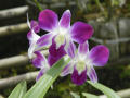 Photograph: Phtotograph of a purple dendobrium orchid