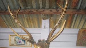 Photograph of chizuk arki antlers on display