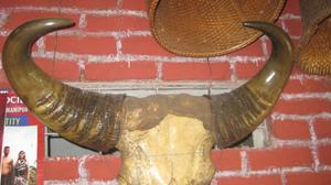 Photograph of Buffalo horn [Keva arki]