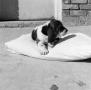 Photograph: [Basset Hound puppy on a pillow]