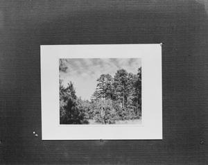 [Slide of a man standing in the woods 2 of 2]