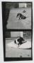 Photograph: [Basset Hound puppy pictures]