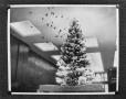Thumbnail image of item number 1 in: '[Christmas tree in a building]'.