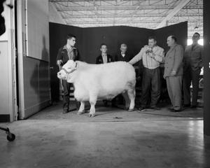 [Doc Rhuman and guests with a cattle]