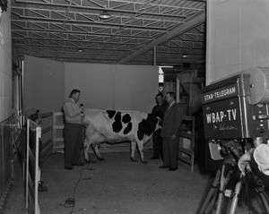 [Photograph of Doc Rhuman in a cow lab]