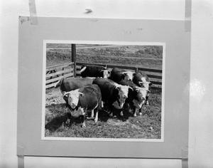 [Photograph of cows in a fenced-in area]
