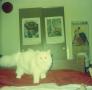 Photograph: [Photograph of a white cat on a bed]