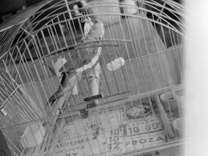 [Photograph of parrot in cage]