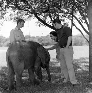 [Photograph of David Christian and an unknown woman petting an elephant]