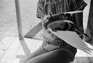 [A child holding a pigeon]