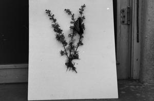 [Photograph of a butterfly and flowers mounted on a board]