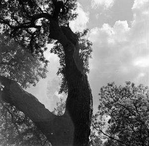 [Photograph of a forked tree, 2]