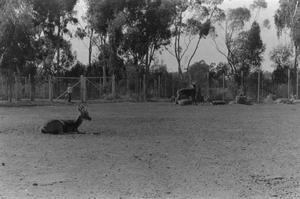 [Photograph of deer in an enclosure]