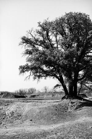 [Photograph of a tree in a field of dirt]