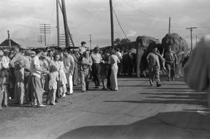 [Photograph of elephants walking past a crowd]