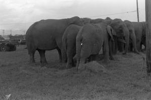 [Photograph of a group of elephants]