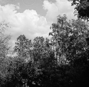 [Photograph of trees against a cloudy sky]