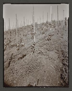 Primary view of object titled '[Vineyard with trellises]'.