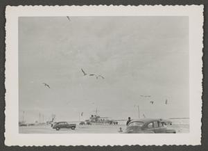 [Photograph of seagulls at the beach]